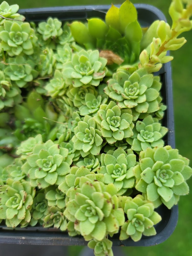 Zdjęcie rośliny: Rozchodnik trójlistny / Sedum ternatum