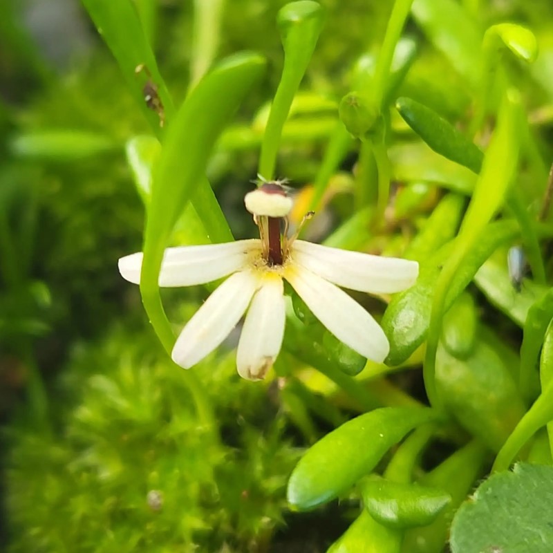 Zdjęcie rośliny: Selliera radicans