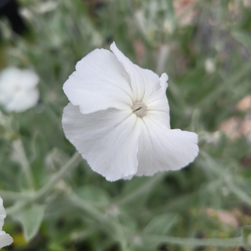 Zdjęcie rośliny: Firletka omszona biała / Silene coronaria Alba