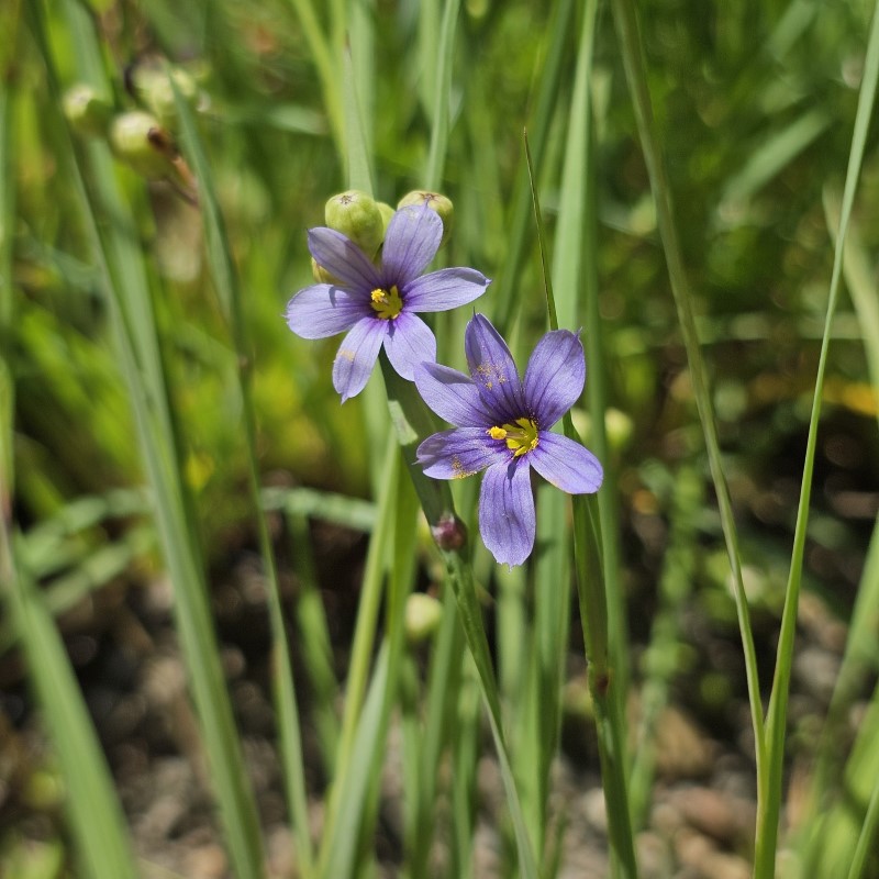 Zdjęcie rośliny: Miecznica wąskolistna / Sisyrinchium angustifolium