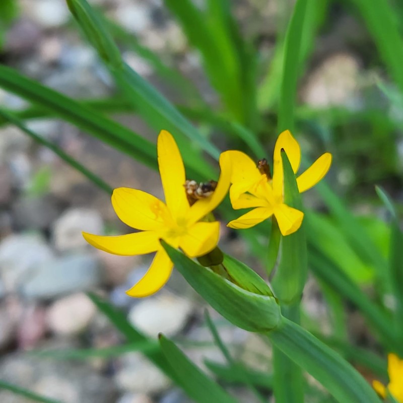Zdjęcie rośliny: Miecznica kalifornijska / Sisyrinchium californicum