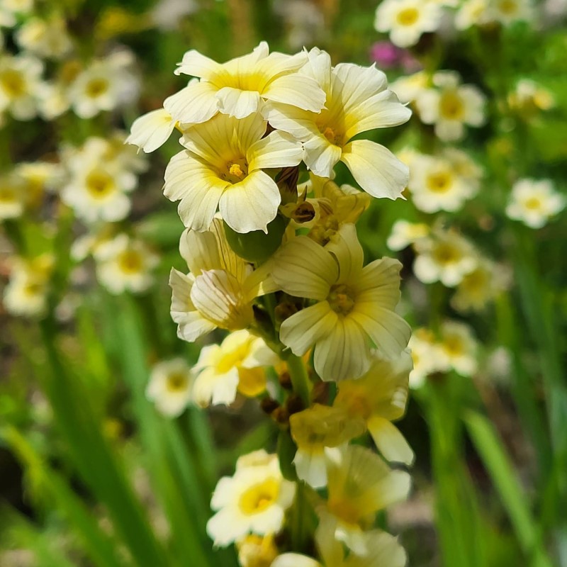 Zdjęcie rośliny: Miecznica prążkowana / Sisyrinchium striatum