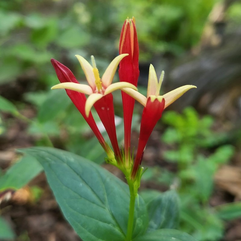 Zdjęcie rośliny: Spigelia marilandica Little Redhead