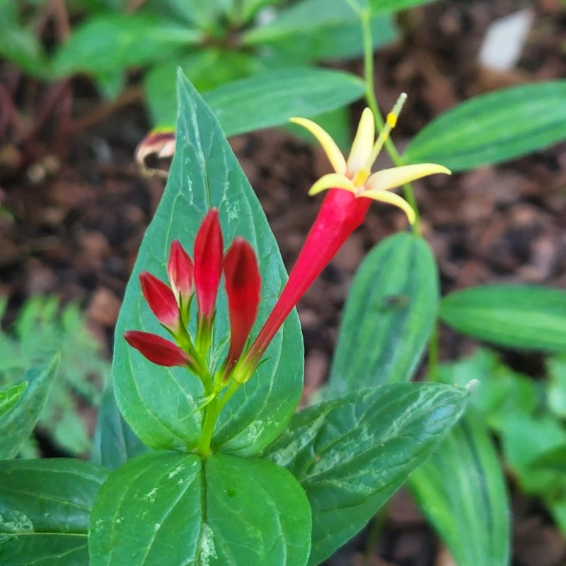 Zdjęcie rośliny: Spigelia marilandica Little Redhead