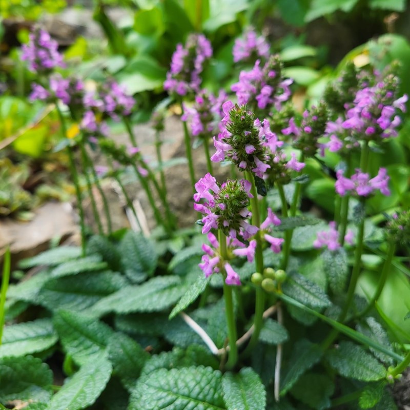 Zdjęcie rośliny: Czyściec gęstokwiatowy / Stachys monieri Zwerg
