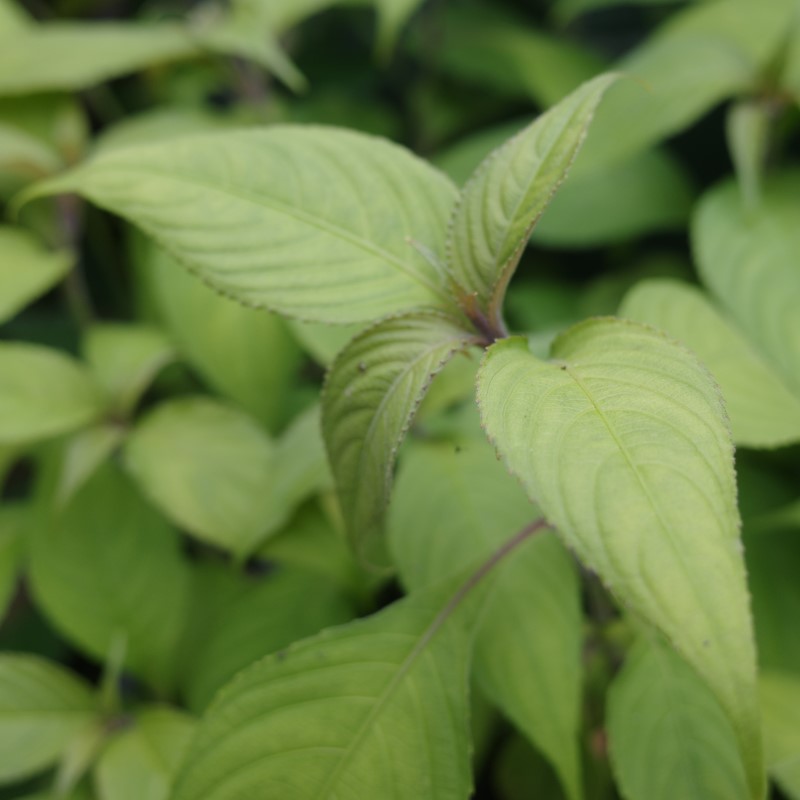 Zdjęcie rośliny: Strobilanthes rankanensis
