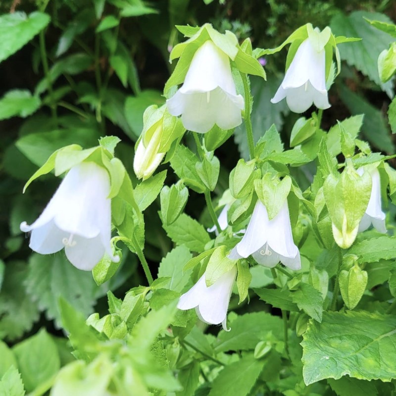 Zdjęcie rośliny: Zrostka zwisła / Symphyandra pendula