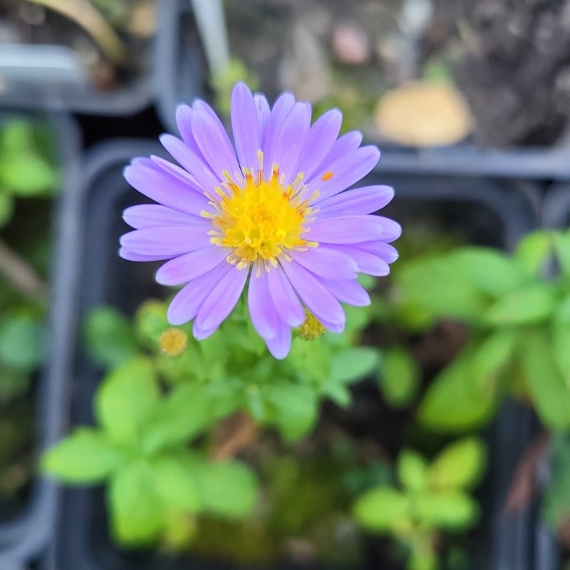 Zdjęcie rośliny: Aster karłowaty / Symphyotrichum (Aster) dumosum