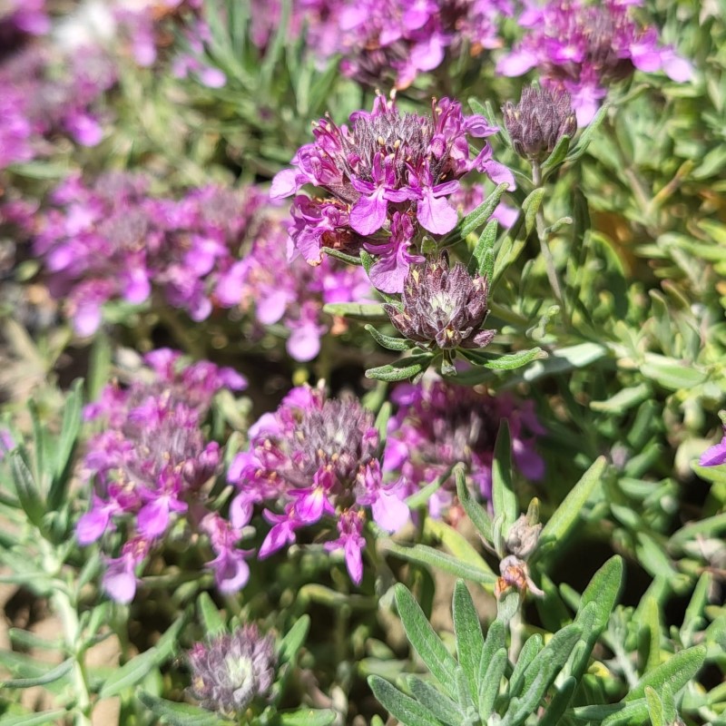 Zdjęcie rośliny: Ożanka Ackermana / Teucrium ackermannii