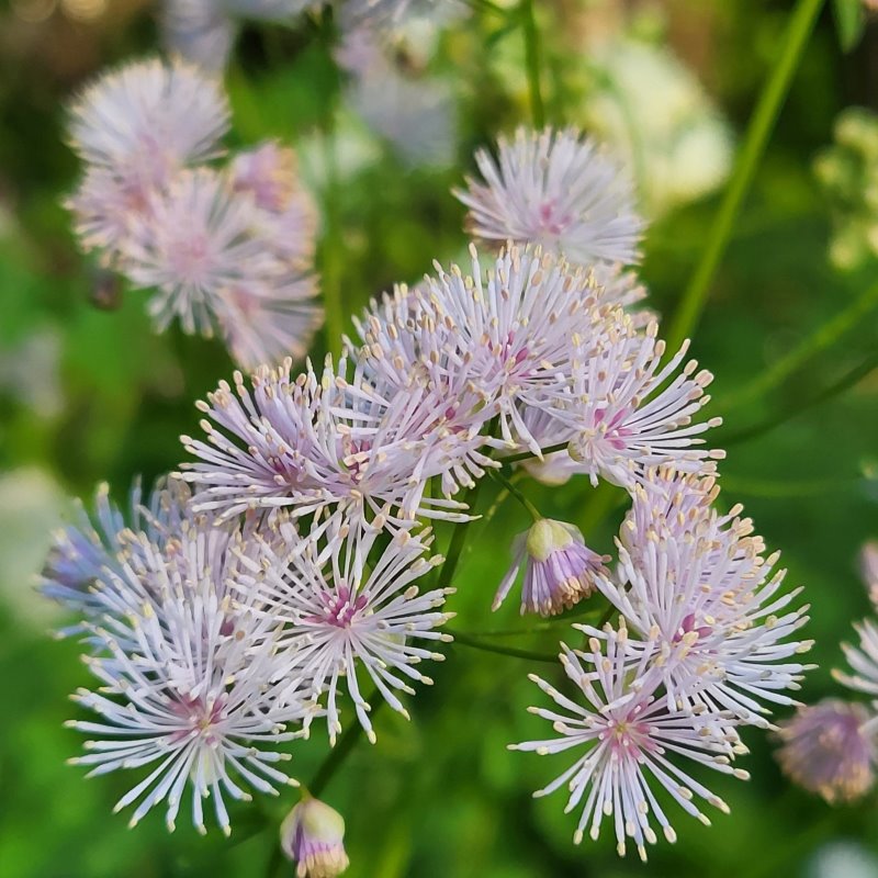 Zdjęcie rośliny: Rutewka orlikolistna / Thalictrum aquilegiifolium