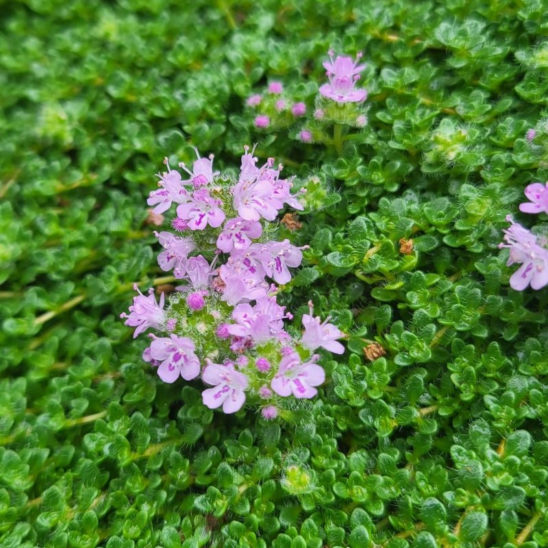 Zdjęcie rośliny: Macierzanka pigmejska / Thymus pygmaeus