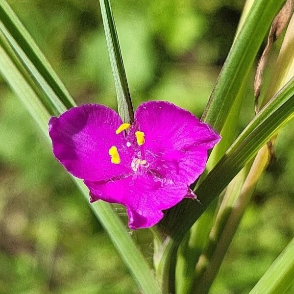Zdjęcie rośliny: Trzykrotka Andersona różowa, wąskolistna / Tradescantia andersoniana
