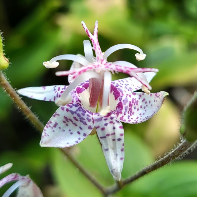 Zdjęcie rośliny: Trójsklepka / Tricyrtis macropoda