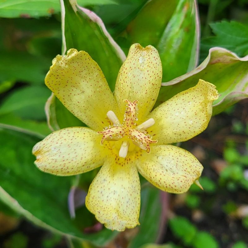 Zdjęcie rośliny: Trójsklepka Ōsumi / Tricyrtis ohsumiensis Fukurin Fu