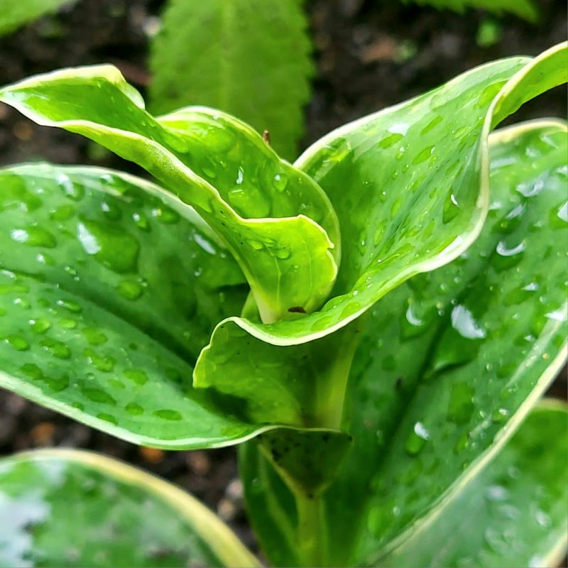 Zdjęcie rośliny: Trójsklepka Ōsumi / Tricyrtis ohsumiensis Fukurin Fu