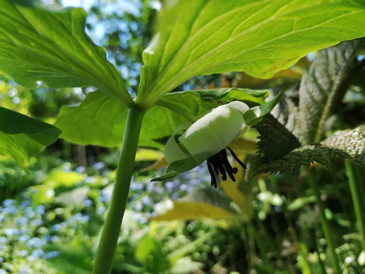 Zdjęcie rośliny: Trójlist Rugela / Trillium rugelii