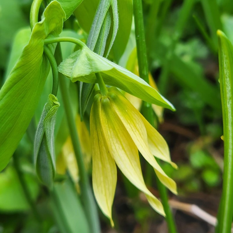 Zdjęcie rośliny: Jagodowiec wielkokwiatowy / Uvularia grandiflora Pallida