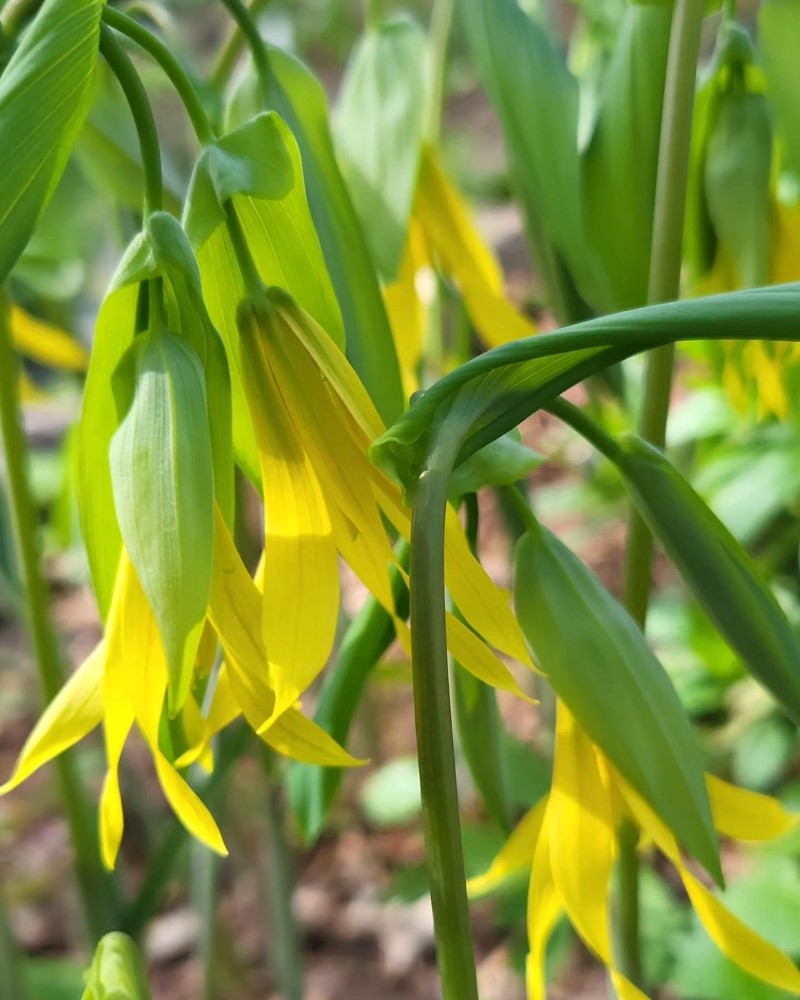 Zdjęcie rośliny: Jagodowiec wielkokwiatowy / Uvularia grandiflora