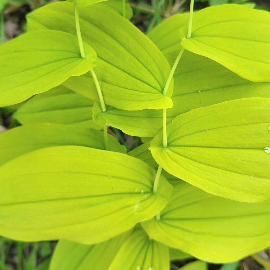 Zdjęcie rośliny: Jagodowiec wielkokwiatowy / Uvularia grandiflora Lynda Windsor
