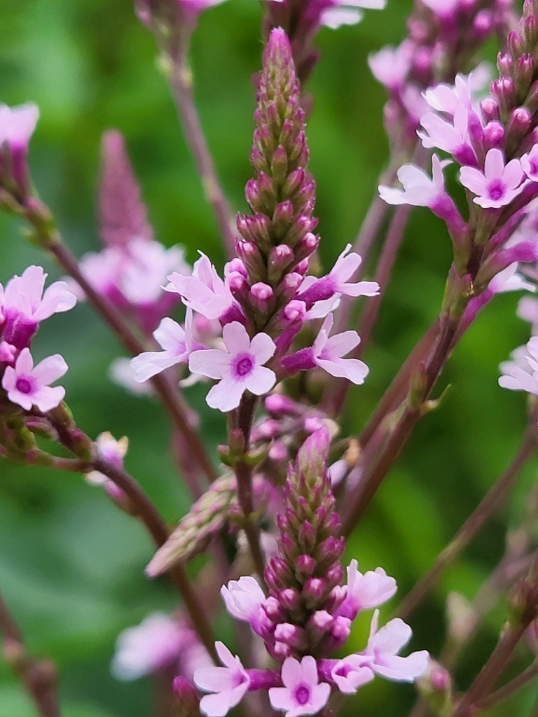 Zdjęcie rośliny: Werbena krzaczasta liliowa / Verbena hastata