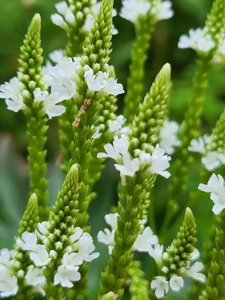 Zdjęcie rośliny: Werbena krzaczasta biała / Verbena hastata Alba