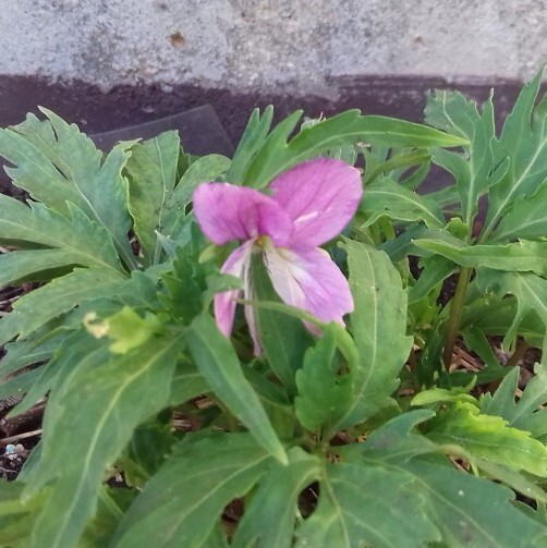 Zdjęcie rośliny: Fiołek świerząbkolistny / Viola chaerophylloides Kaukako