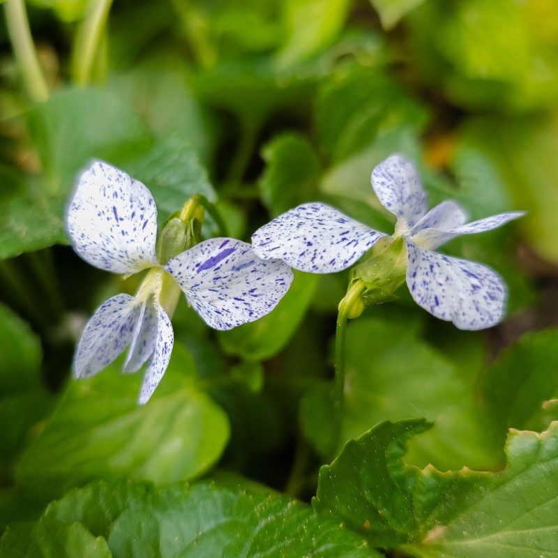 Zdjęcie rośliny: Fiołek motylkowaty / Viola sororia Freckles