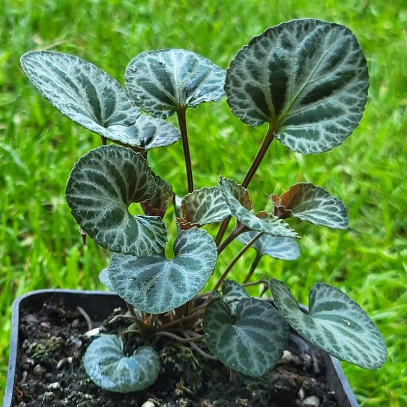 Zdjęcie rośliny: Fiołek koreański / Viola coreana Sylettas