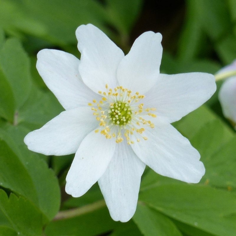 Zdjęcie rośliny: Zawilec gajowy / Anemone nemorosa Lychette