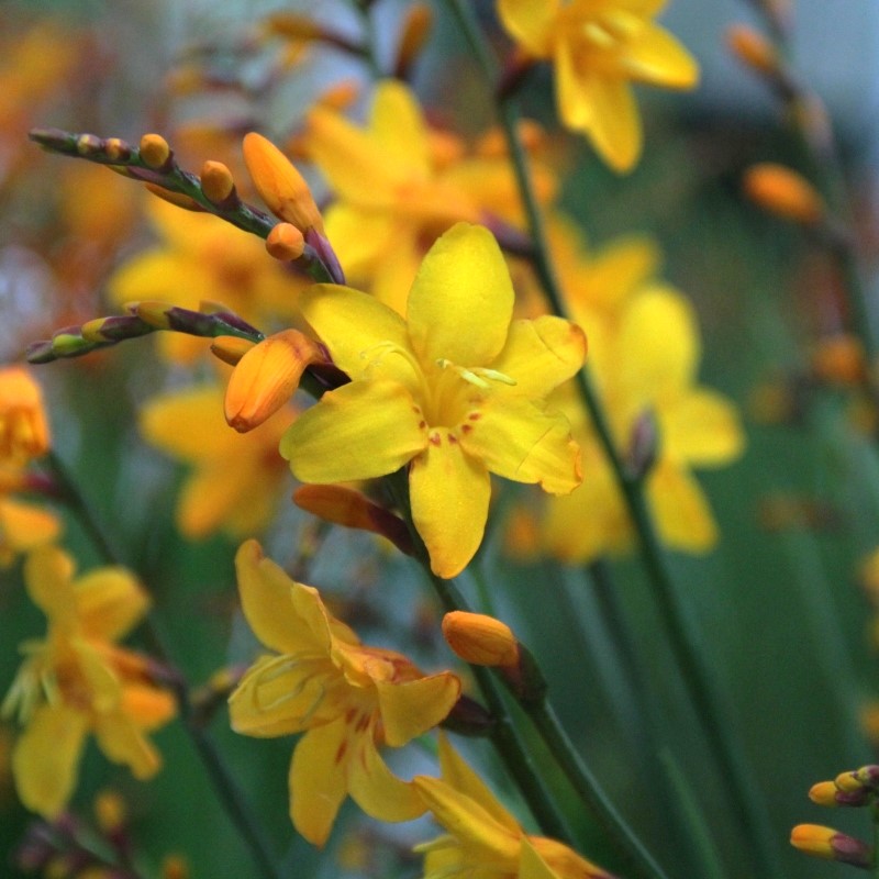 Zdjęcie rośliny: Krokosmia (cynobrówka) ogrodowa / Crocosmia x crocosmiiflora Columbus