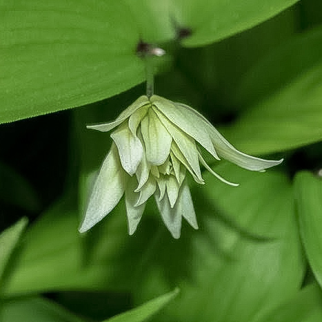Zdjęcie rośliny: Parnik / Disporum smilacinum Flore Pleno
