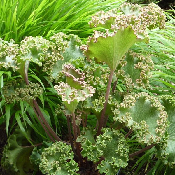 Zdjęcie rośliny: Języczka japońska / Farfugium japonicum Wavy Gravy
