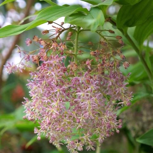 Zdjęcie rośliny: Konwalijka (majówka) / Maianthemum aff. salvinii