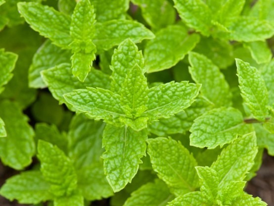 Zdjęcie rośliny: Mięta marokańska / Mentha spicata Moroccan