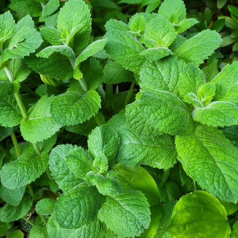 Zdjęcie rośliny: Mięta pieprzowa / Mentha × piperita