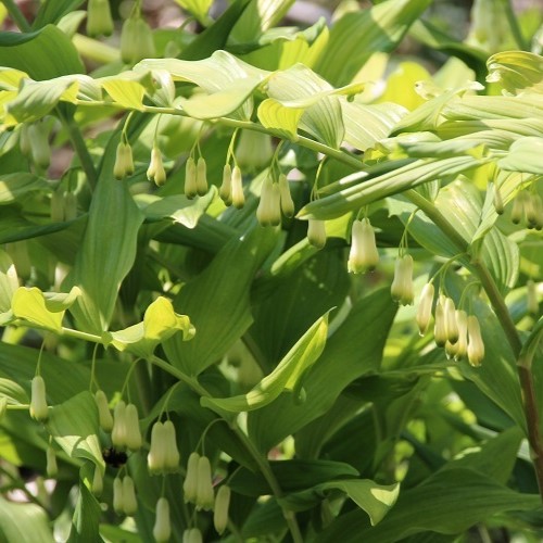 Zdjęcie rośliny: Kokoryczka sierpowata / Polygonatum falcatum Golden Gift