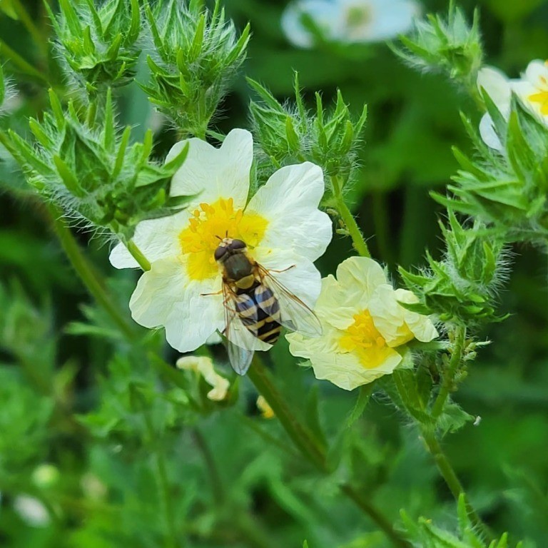 Zdjęcie rośliny: Pięciornik wyprostowany / Potentilla recta